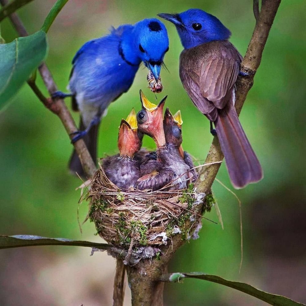 Синяя мухоловка птенец в гнезде
