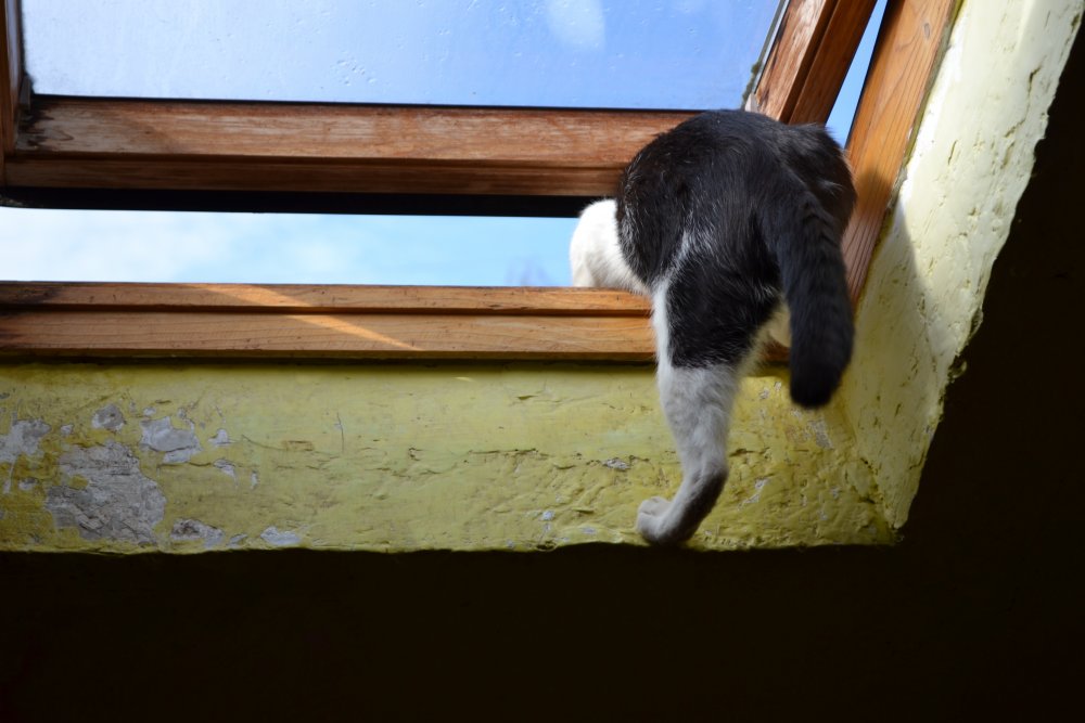 Кот залезает в окно