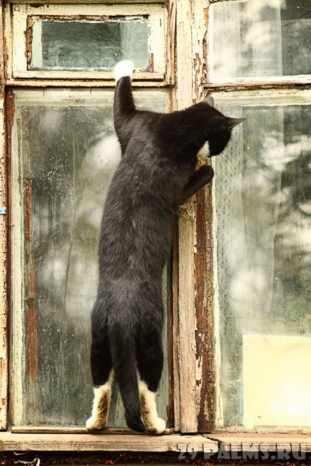 Кот заглядывает в окно