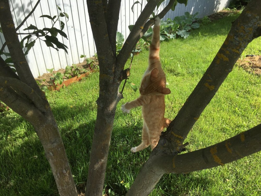 Кошка спускается с дерева