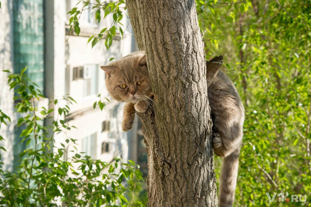 Кошка карабкается на дерево