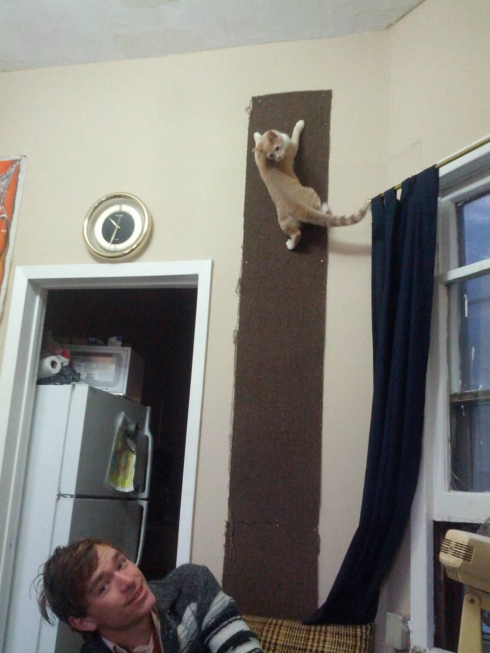 Кот ползет по стене