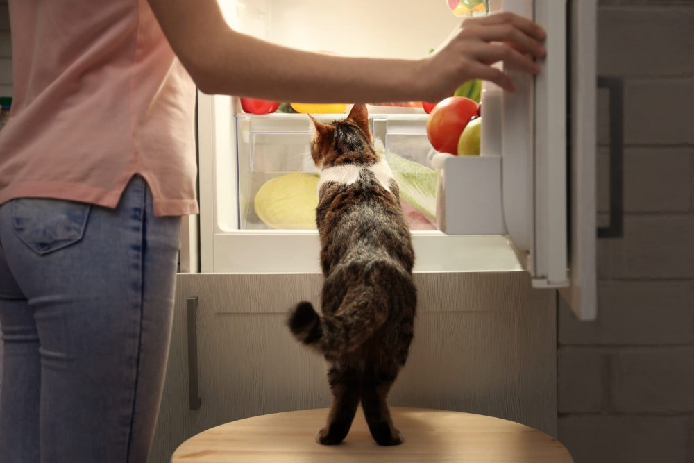 Кошка на холодильник