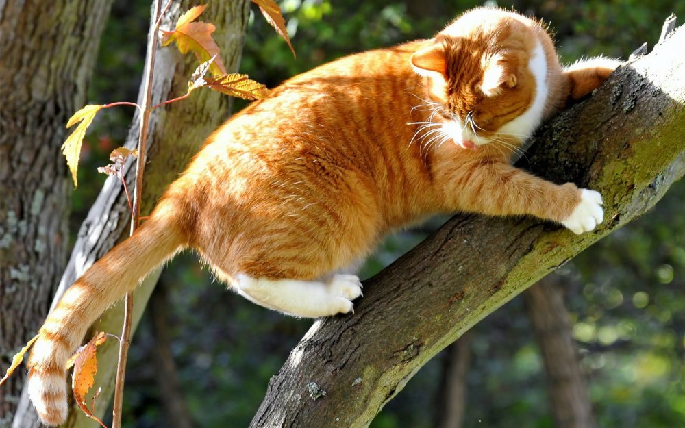 Рыжий кот на дереве