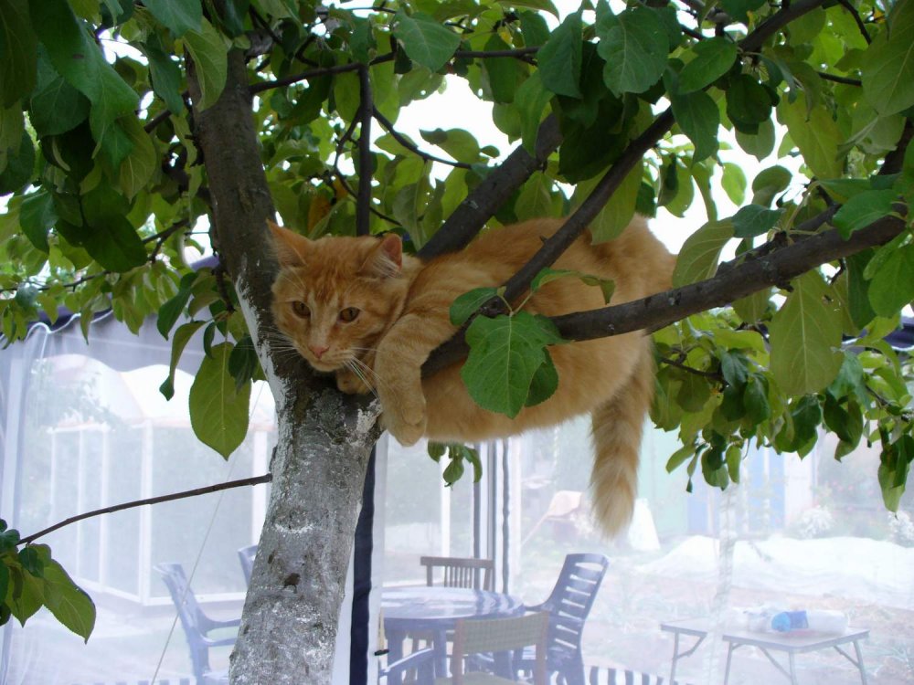Котёнок висит на дереве