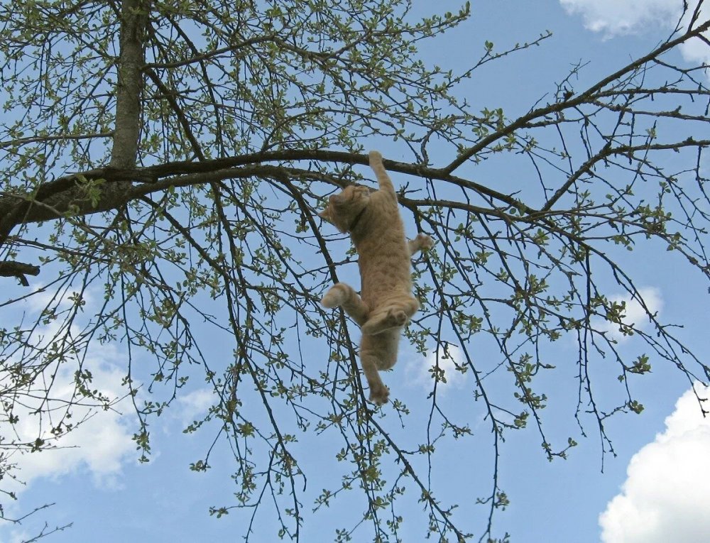 Кот висит на дереве