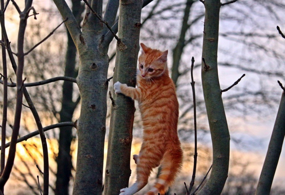 Кошки лазают по деревьям