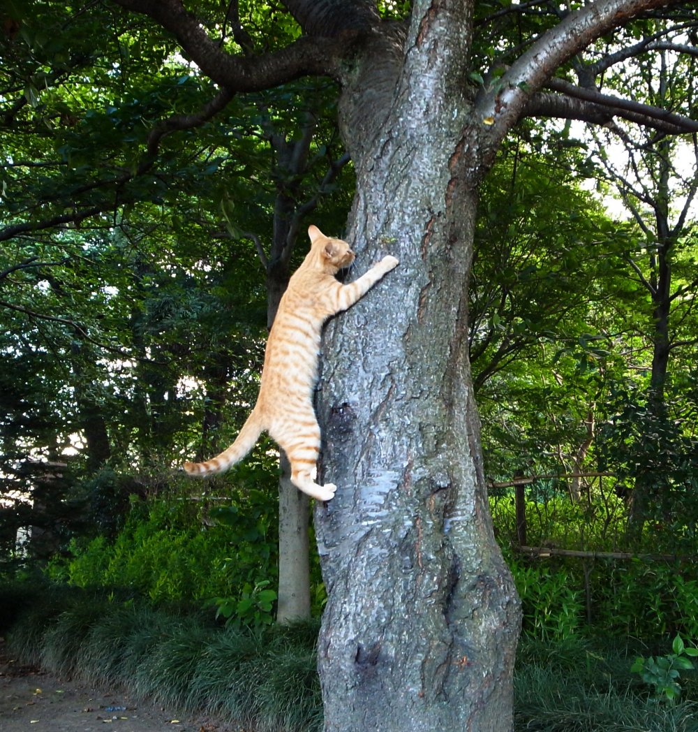 Кот карабкается на дерево