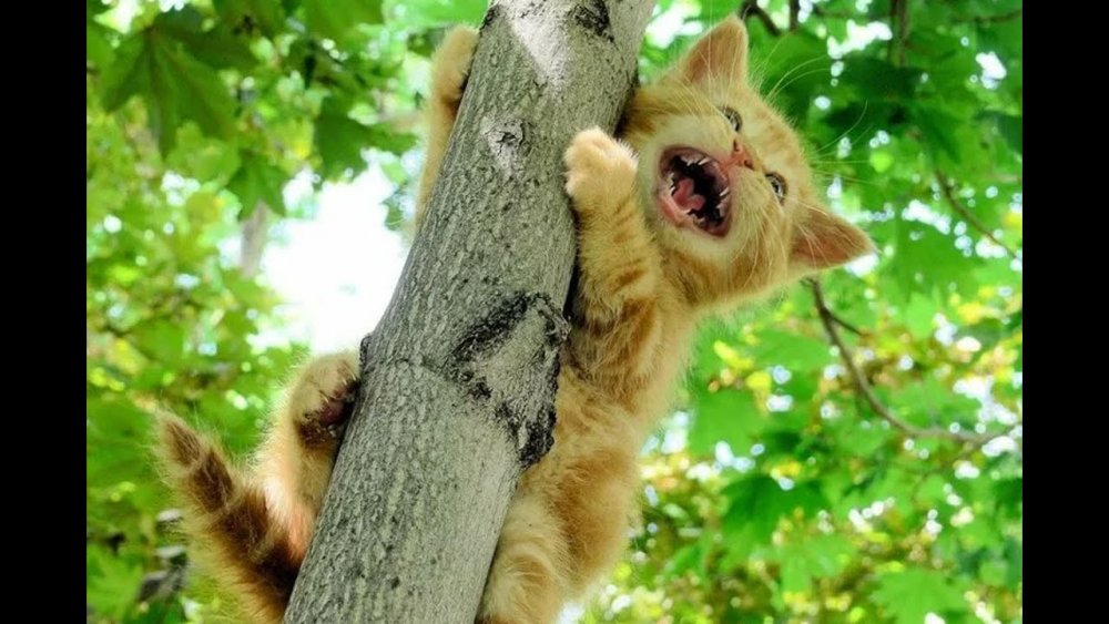 Кошка лезет на дерево