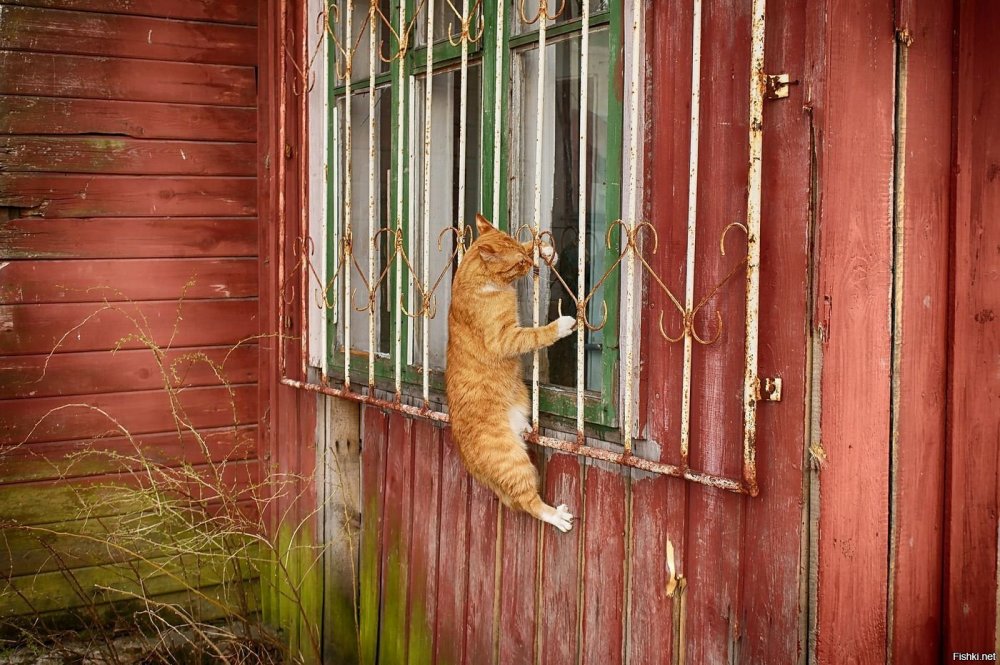 Котики подглядывают в окна
