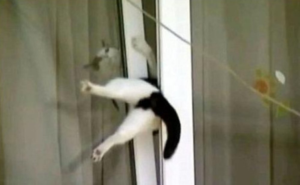 Кот падает из окна