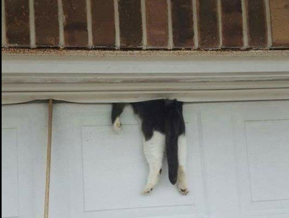 Кот застрял в двери