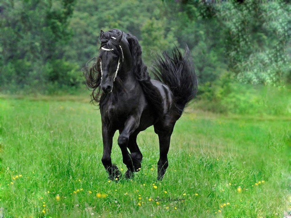 Вороная Кабардинская лошадь