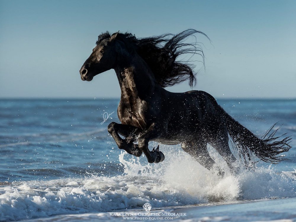 Фризская лошадь черная Жемчужина