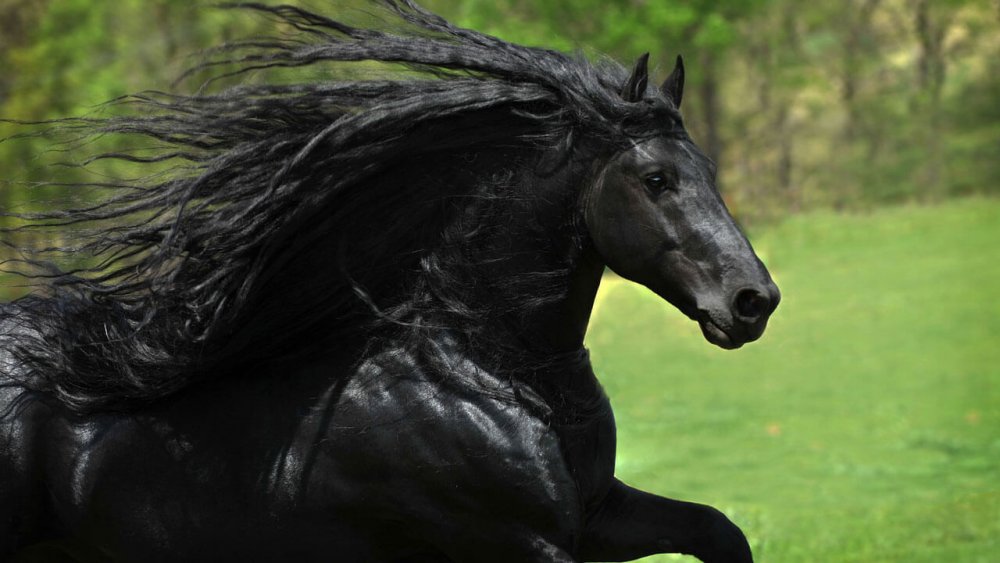 Черный конь морда