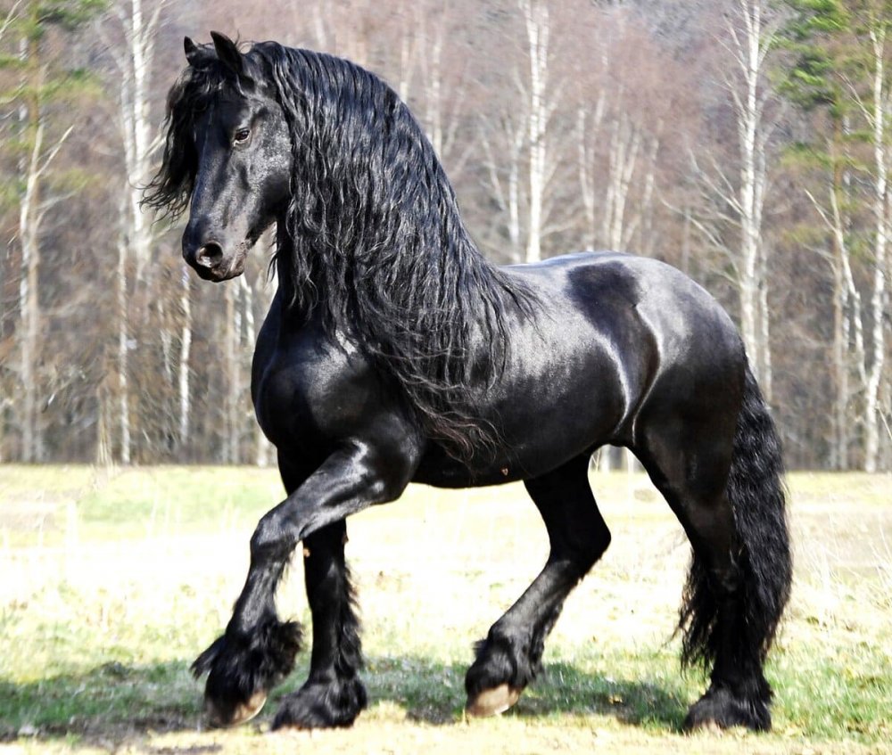 Фризская лошадь Фризская лошадь