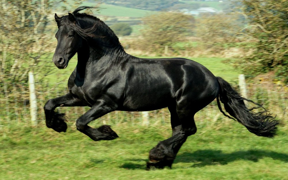 Красивый черный конь