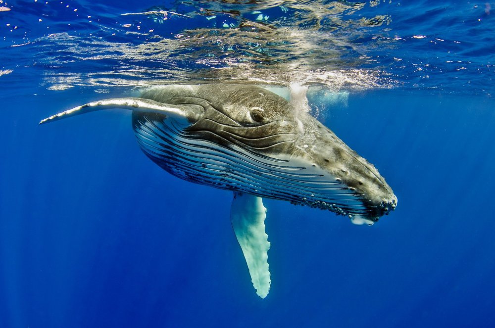 Большой Барьерный риф кит Горбач