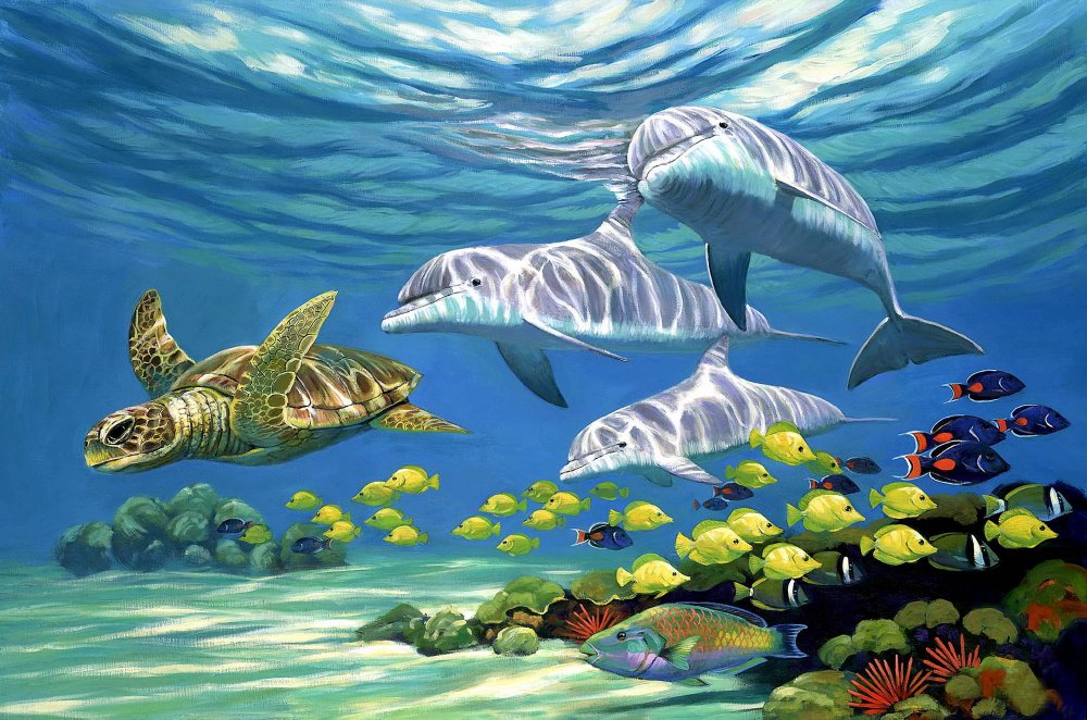 Дельфины Барьерный риф