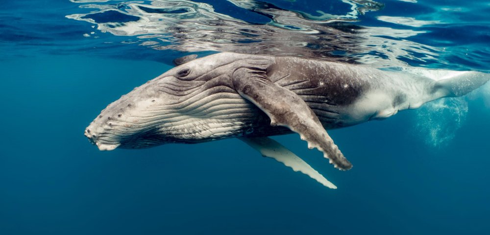 Морские млекопитающие киты