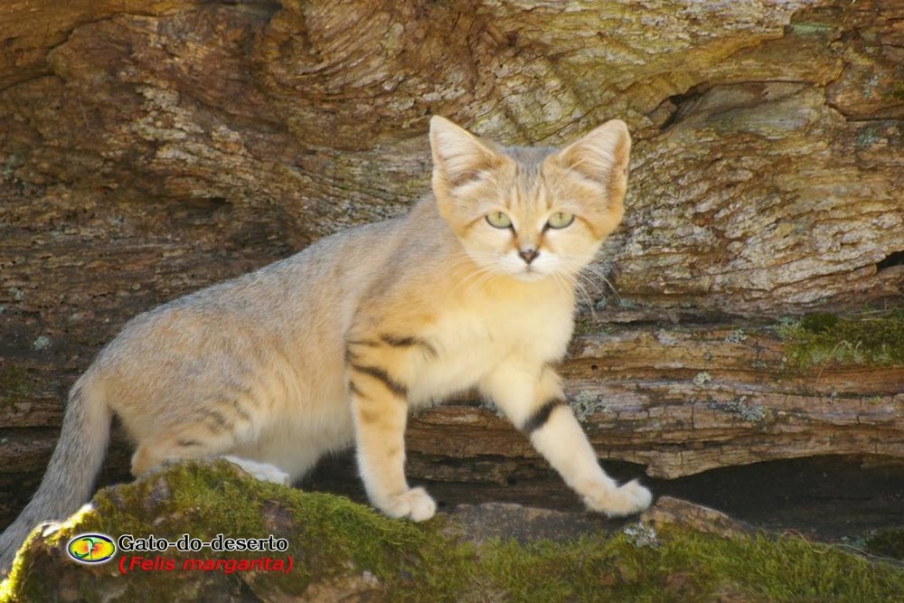 Песчаные кошки (барханный кот)