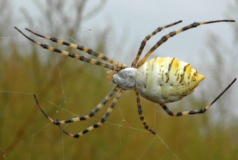 Крымский паук Каракурт