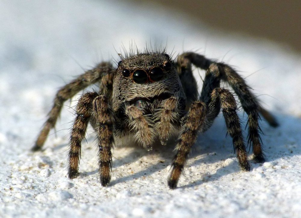 Астраханский паук Южнорусский Тарантул