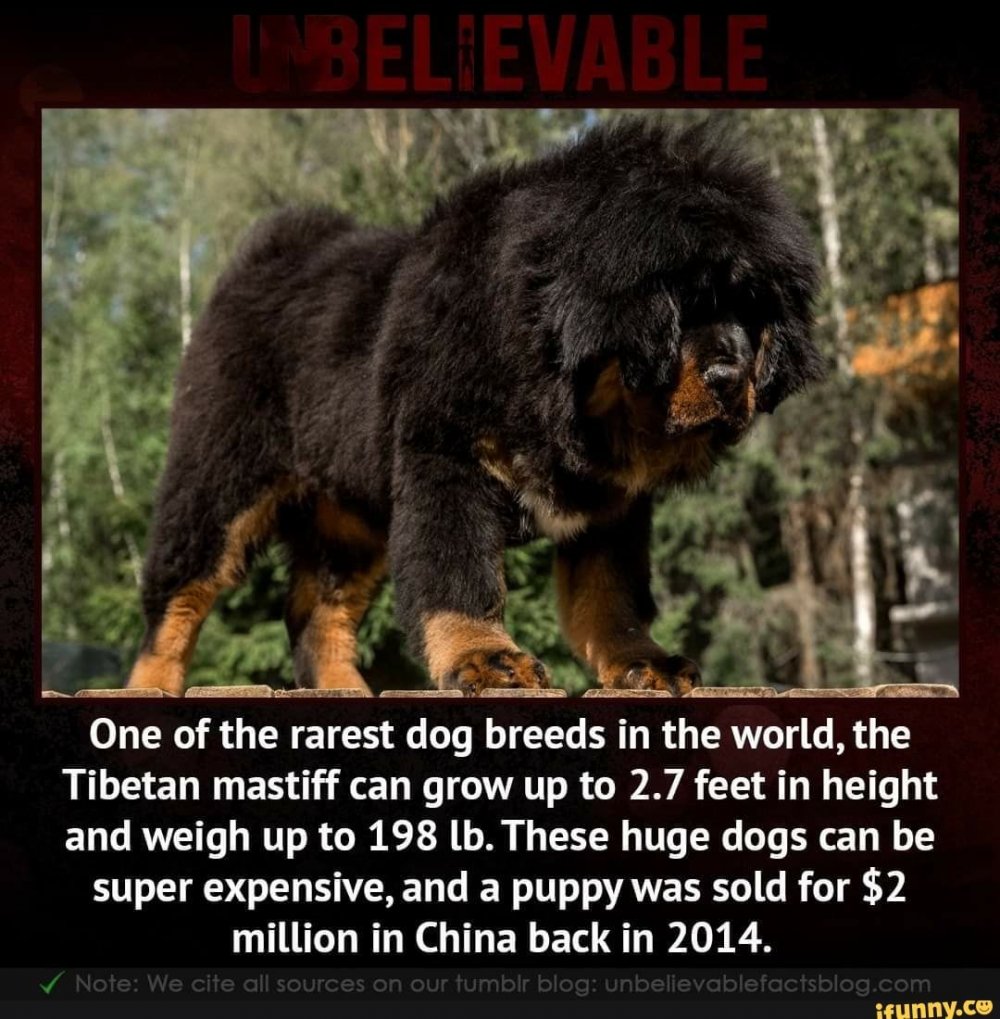 Тибетский мастиф 1000000