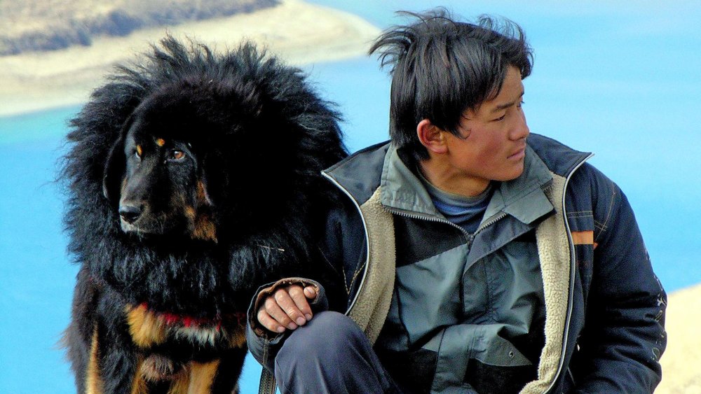 Тибетский мастиф Хонг Донг