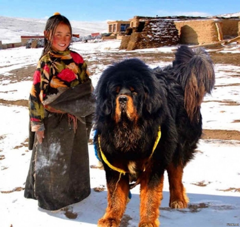 Тибетский мастиф и волкодав