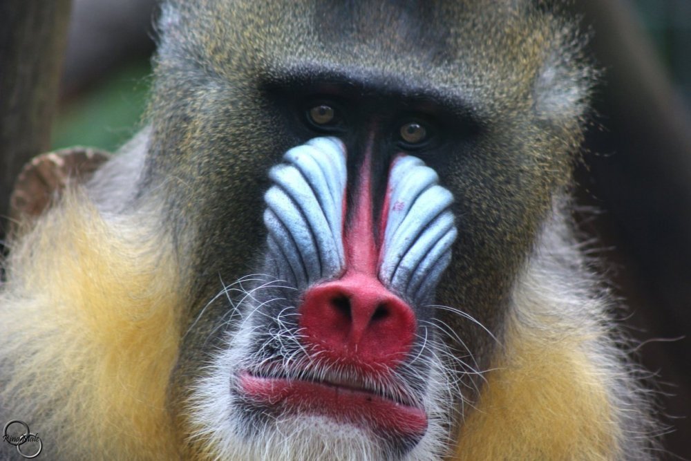Мандрил обезьяна профиль