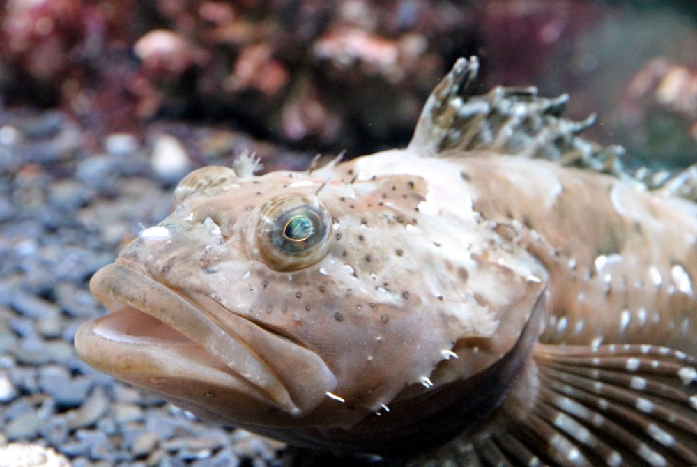 Японская мохнатоголовая собачка рыба