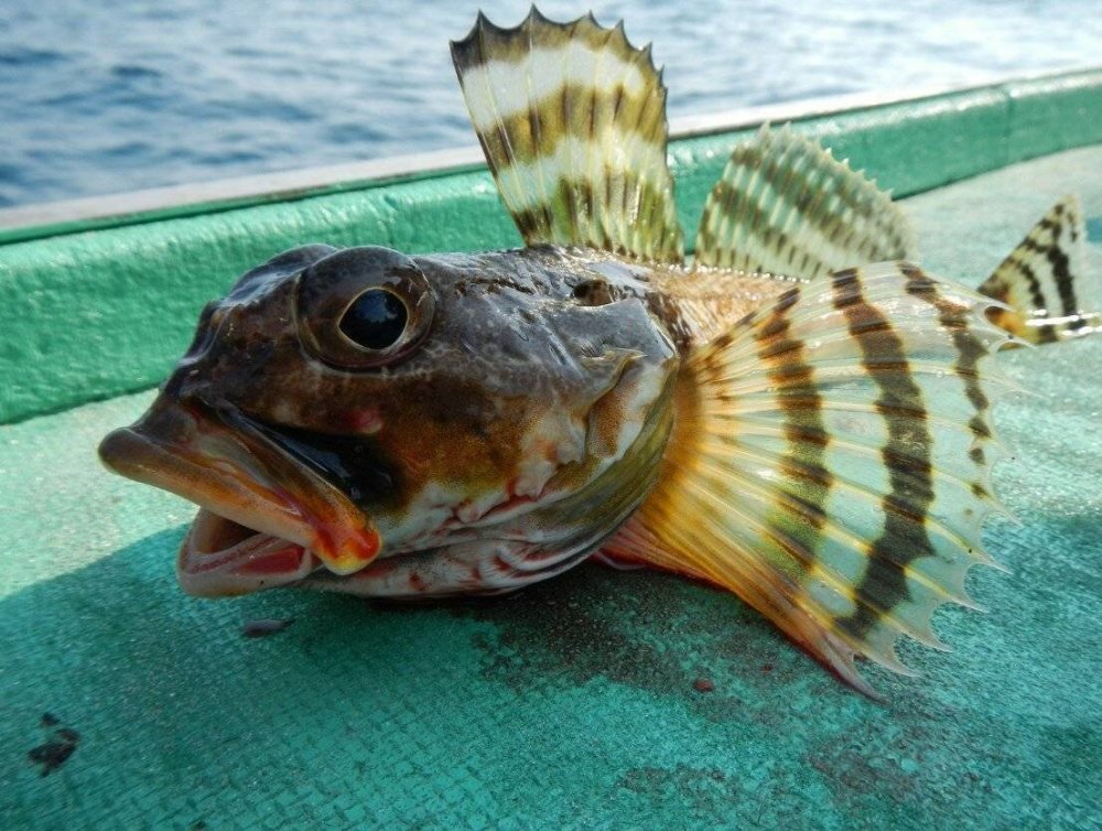 Гильбертидия рыба