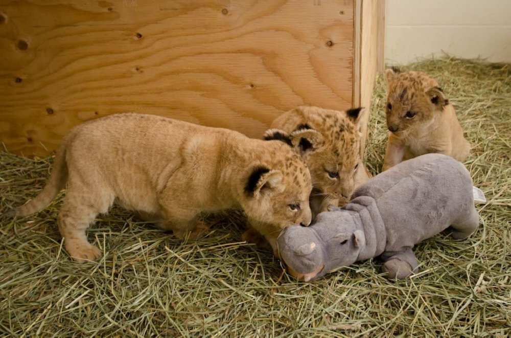 Новорожденные львы