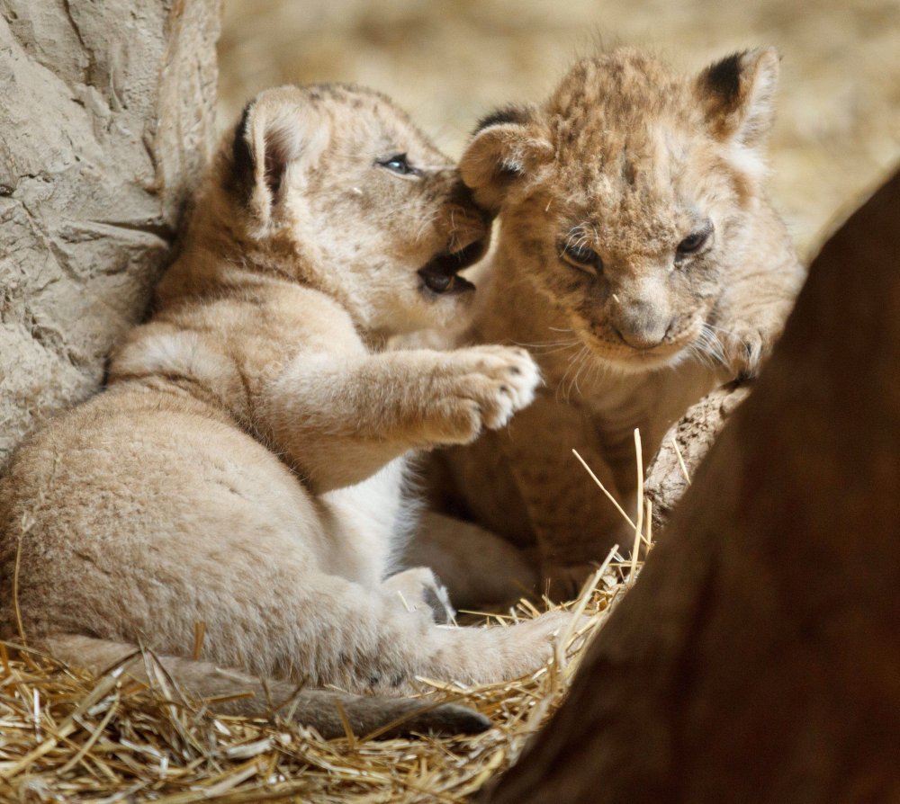 Новорожденный Лев