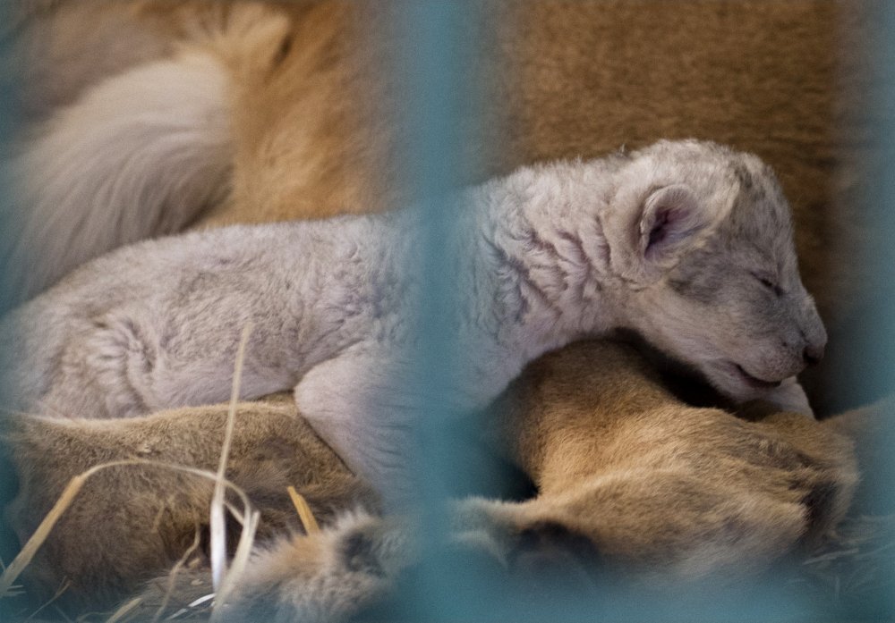 Новорожденный белый Львенок