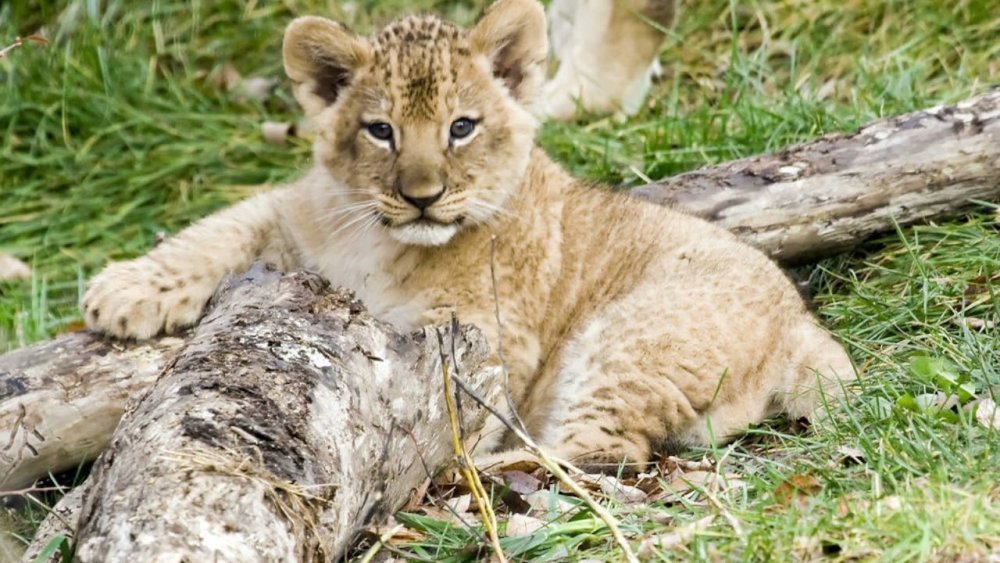 Рождение белых Львов в парке Тайган