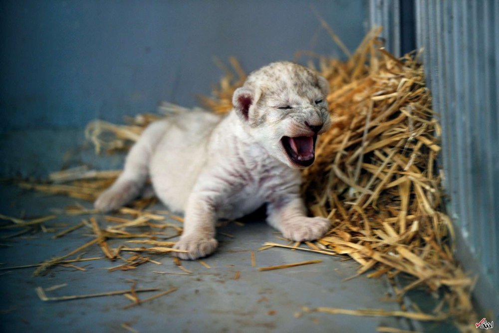 Новорождённые львята