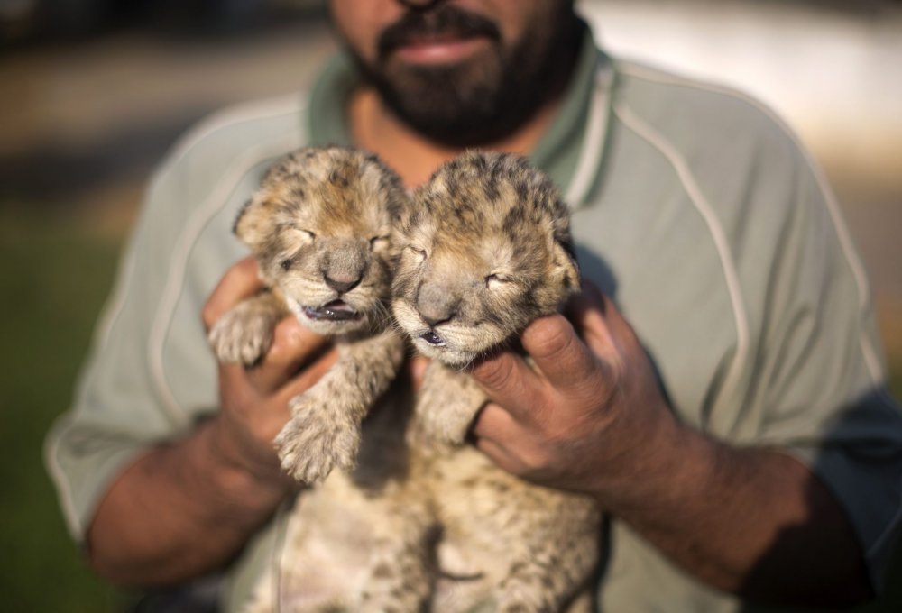 Новорожденные львы