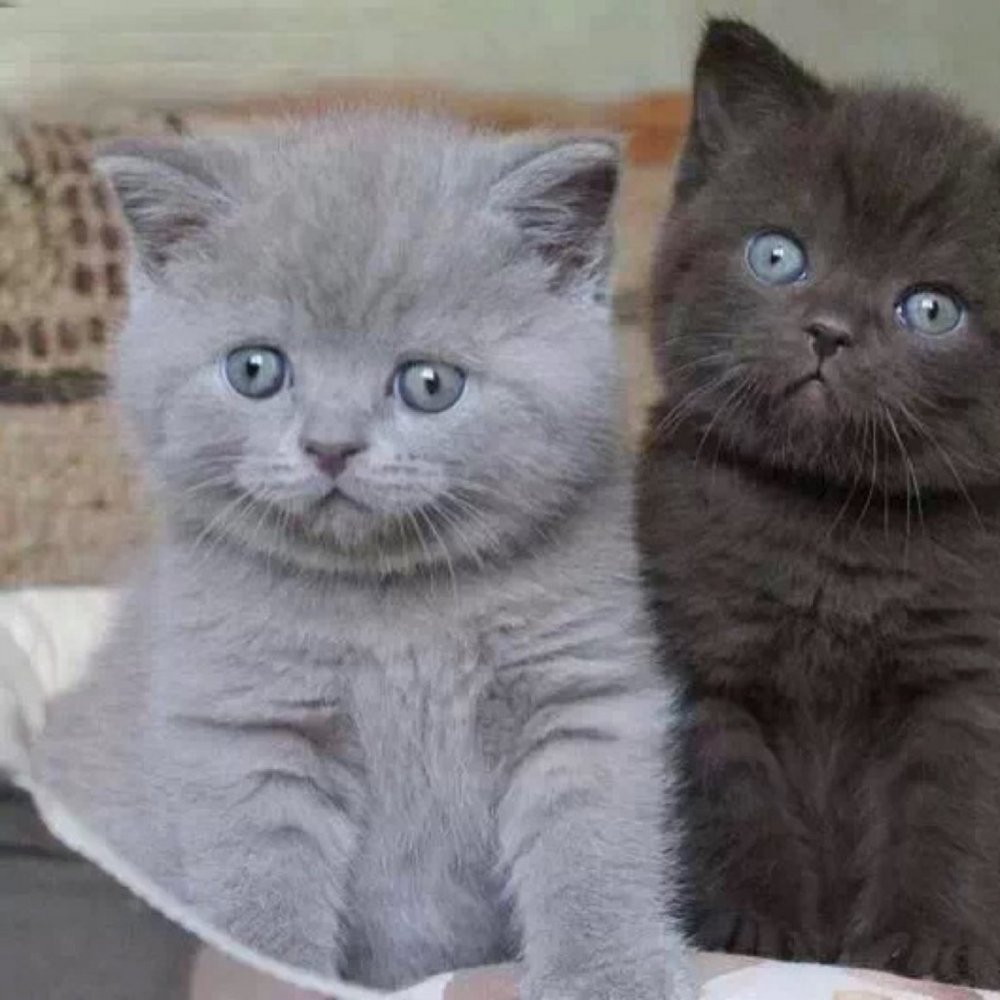 Котята метисы шотландской кошки и британского кота