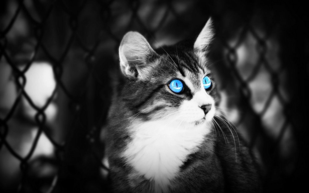 Черно белая кошка с голубыми глазами