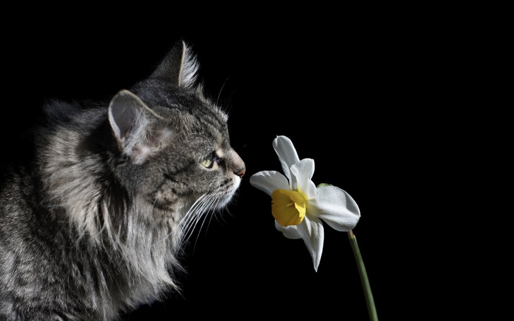 Кот с цветами на темном фоне
