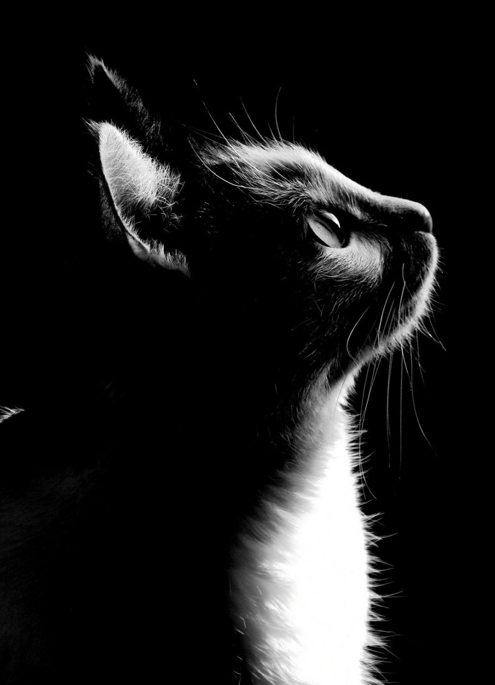 Силуэт кота на черном фоне