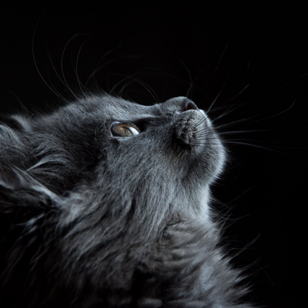 Котенок на черном фоне