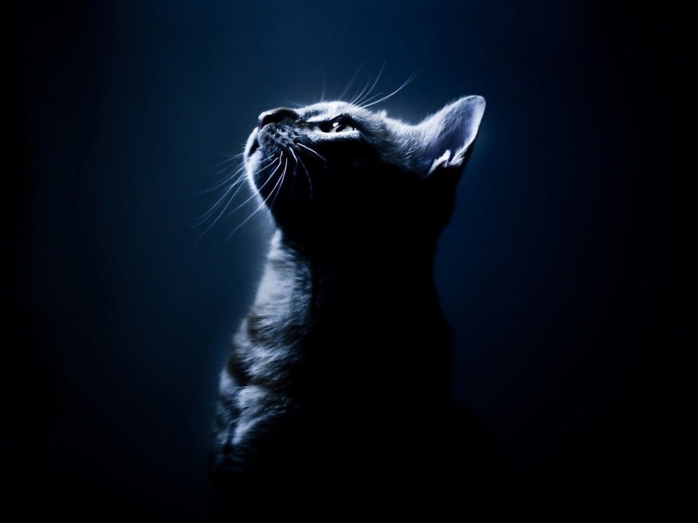 Кот на черном фоне