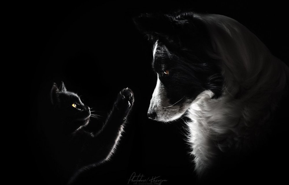 Кошка и собака на темном фоне