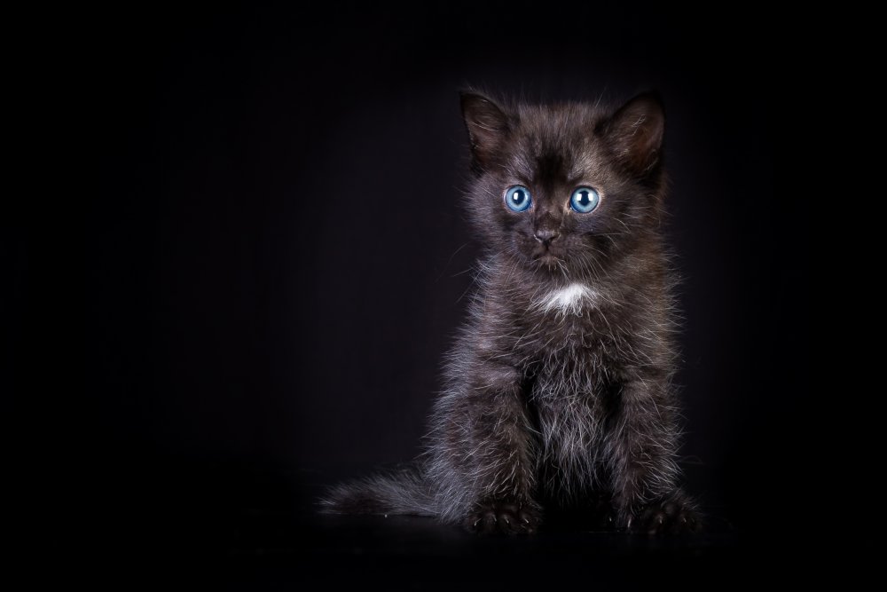 Котенок на темном фоне
