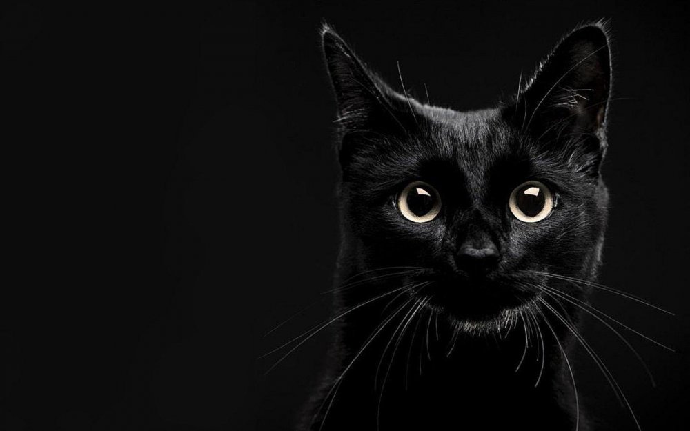 Кошка на черном фоне