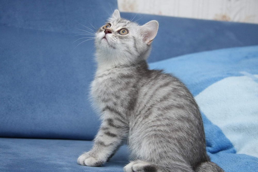 Британский короткошерстный кот полосатый