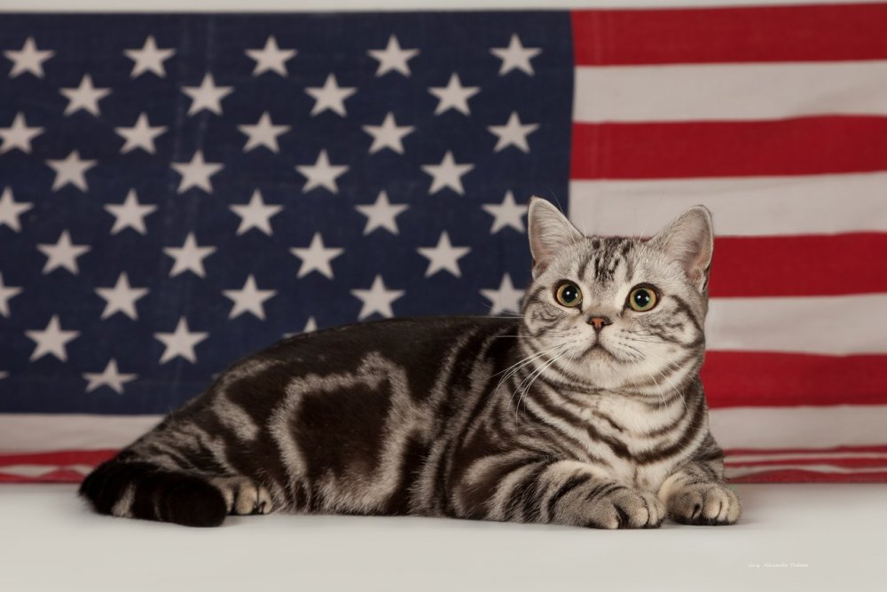 Американская короткошёрстная кошка